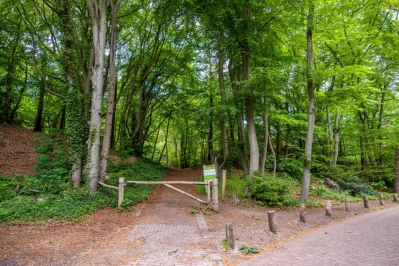 Bergense bos.jpg